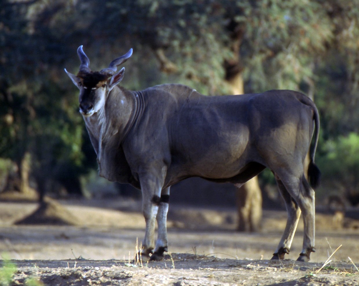 Mana Pools