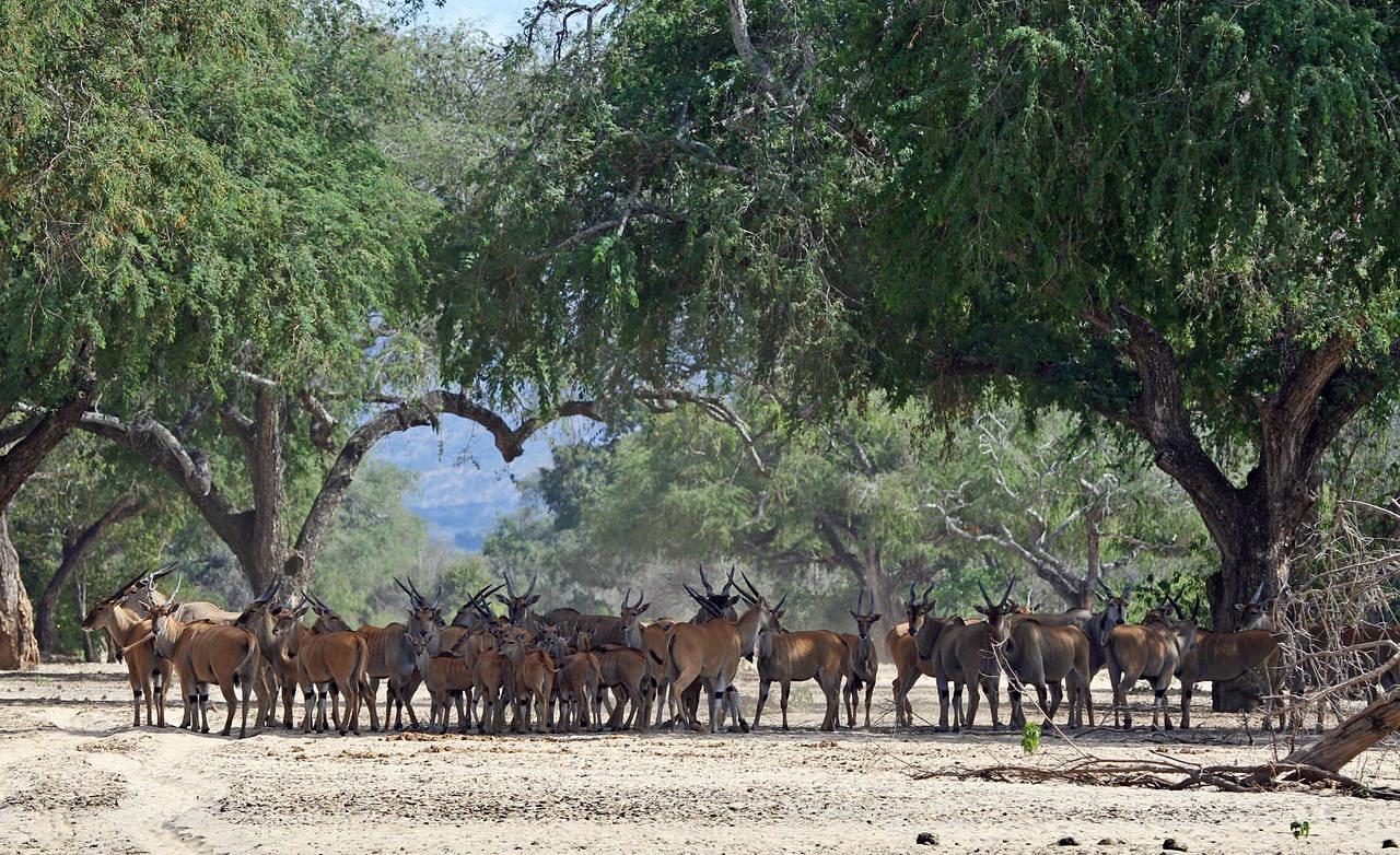 Mana Pools