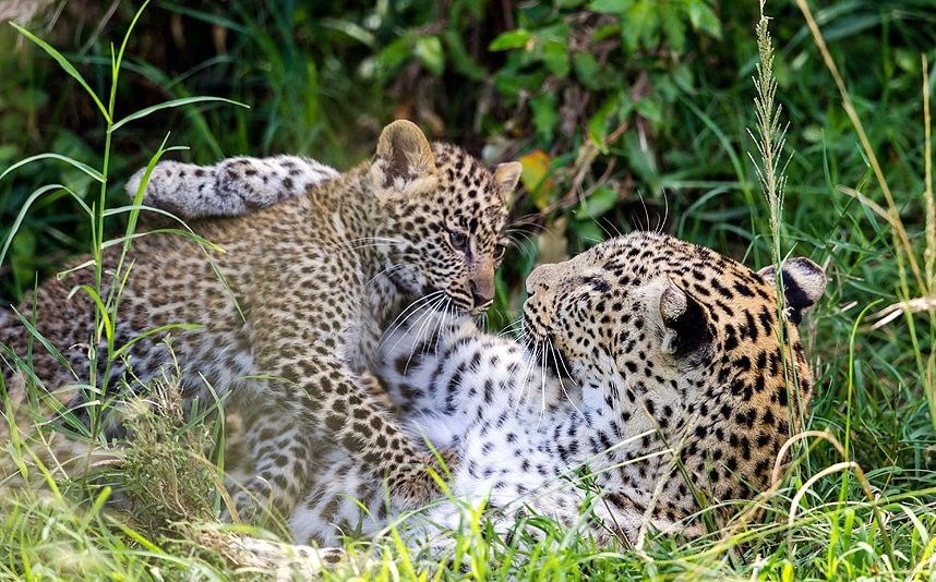 Safari en Kenia (2 parques extra) y Zanzíbar (salida 9 de julio) diseñado por LAT.40