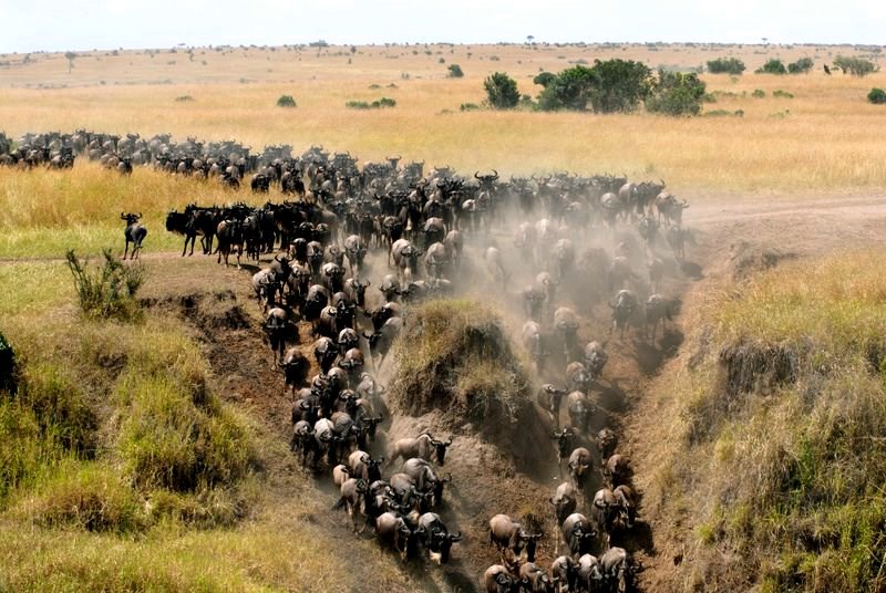 Masai Mara
