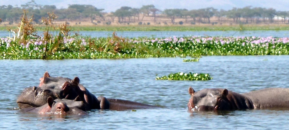 Naivasha