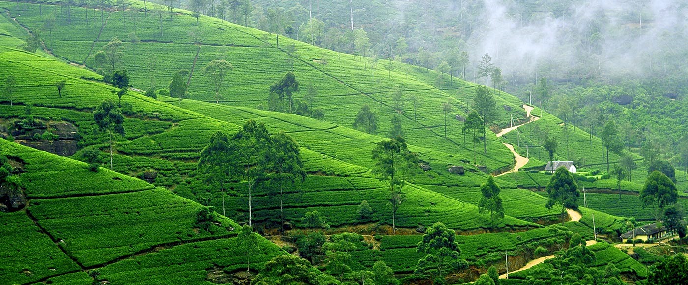 Nuwara Eliya