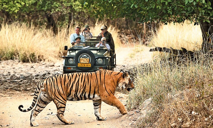 Ranthambore
