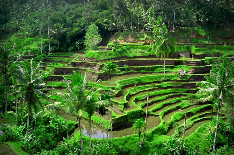 Ubud