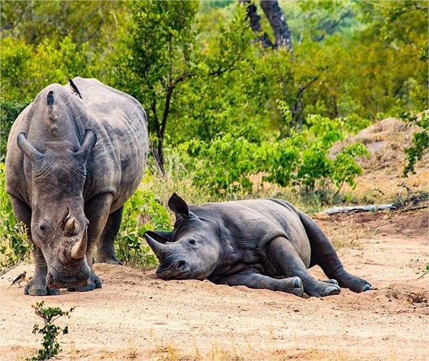 AndBeyond Ngala Safari Lodge en Ngala Private Game Reserve