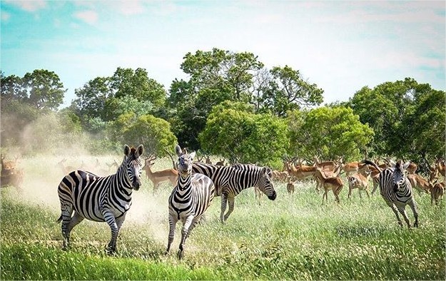 AndBeyond Ngala Safari Lodge en Ngala Private Game Reserve