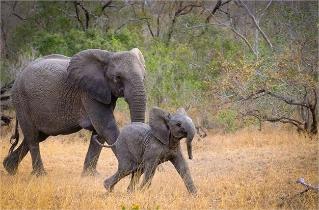 AndBeyond Ngala Safari Lodge en Ngala Private Game Reserve