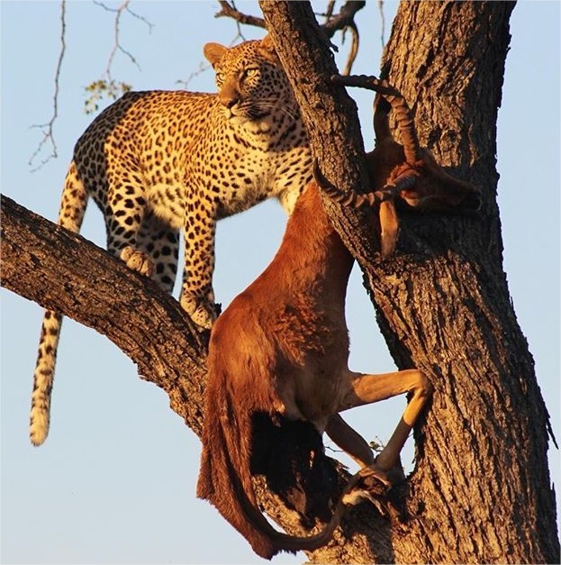 AndBeyond Ngala Safari Lodge en Ngala Private Game Reserve