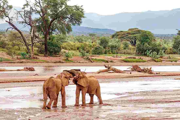 Samburu