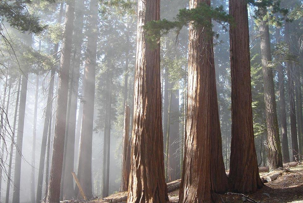 Sequoia National Forest