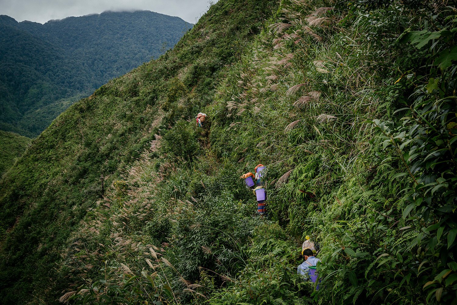 Cardamom National Park