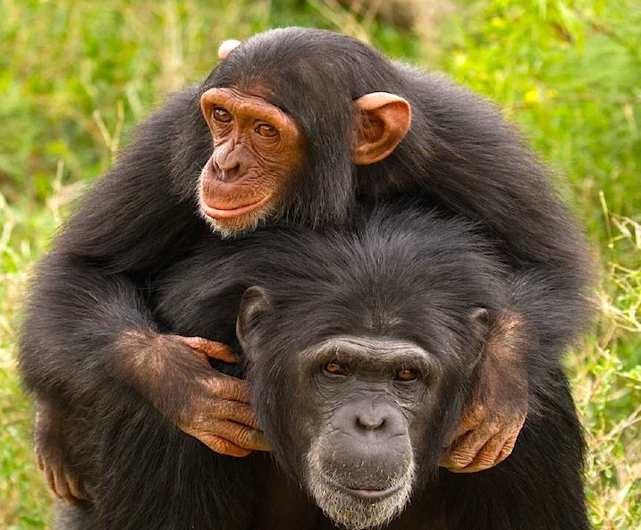 Ol Pejeta