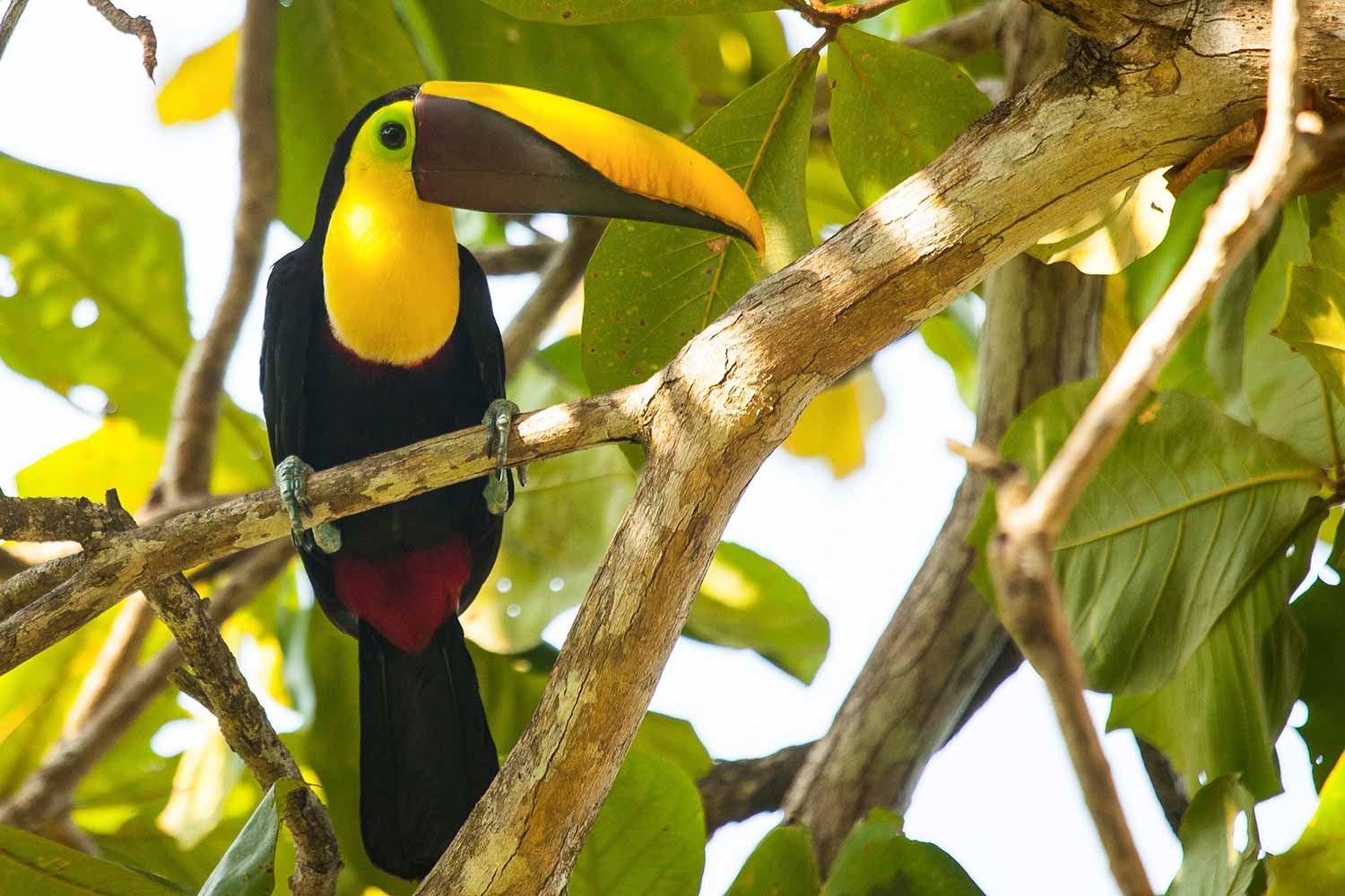 Kura Boutique Hotel en Parque Nacional Corcovado