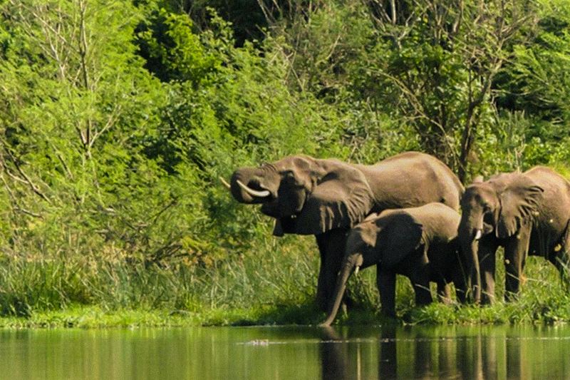 Kabalega Wilderness Lodge