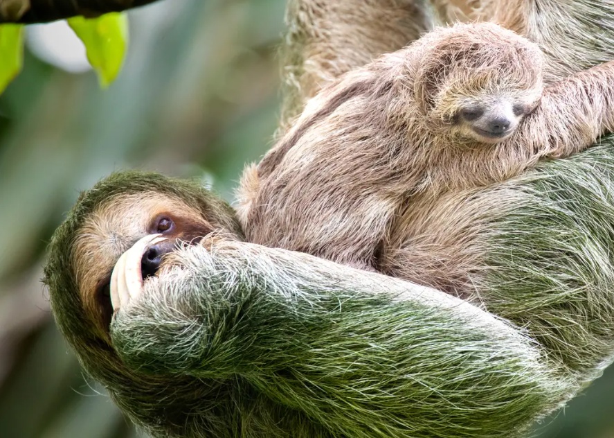 Aqua Nera - Aqua Expeditions