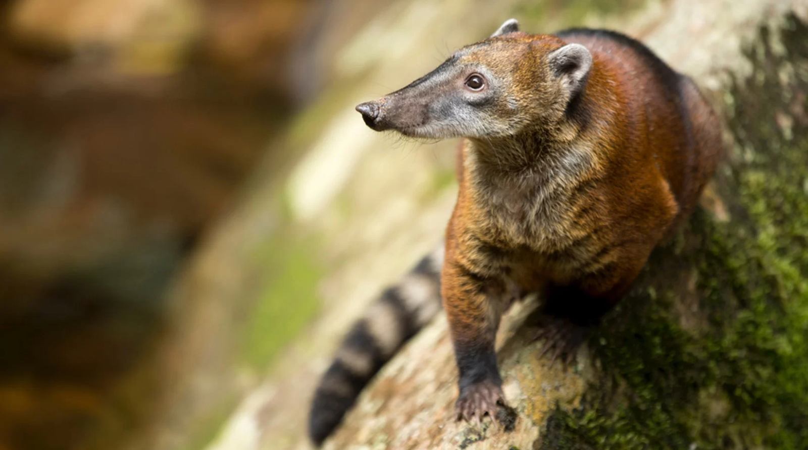  Pumarinri Amazon Lodge