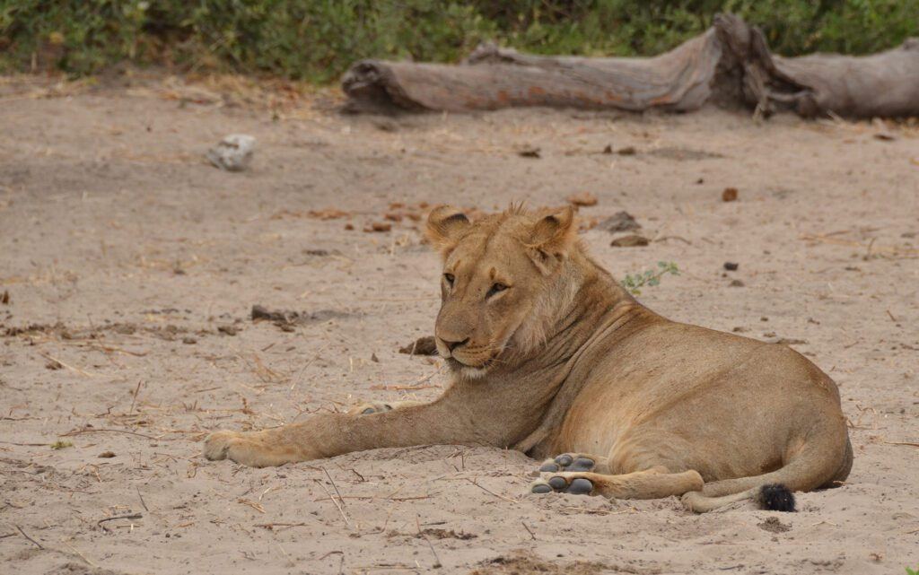 Jackalberry Lodge Chobe
