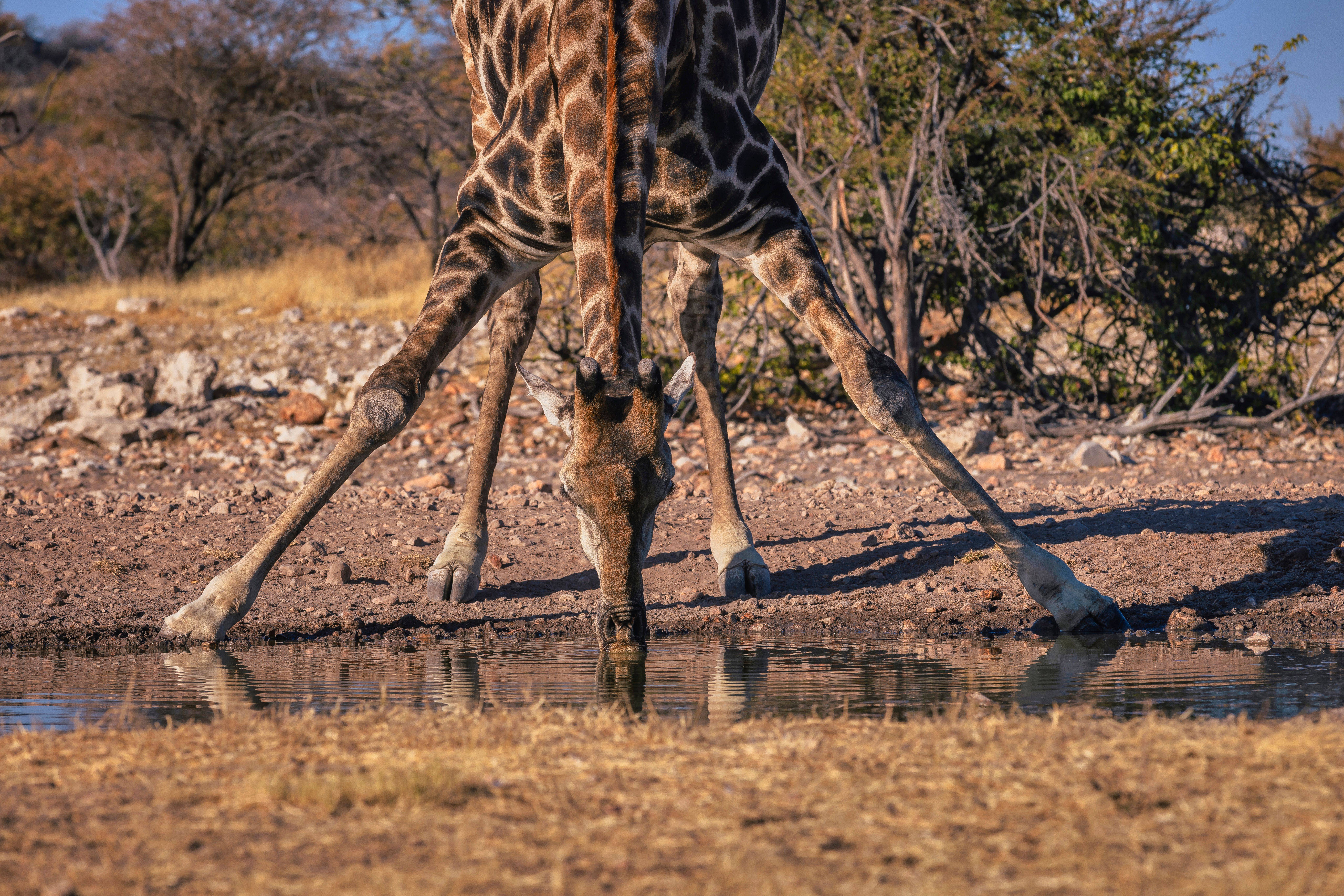 Anderssons at Ongava