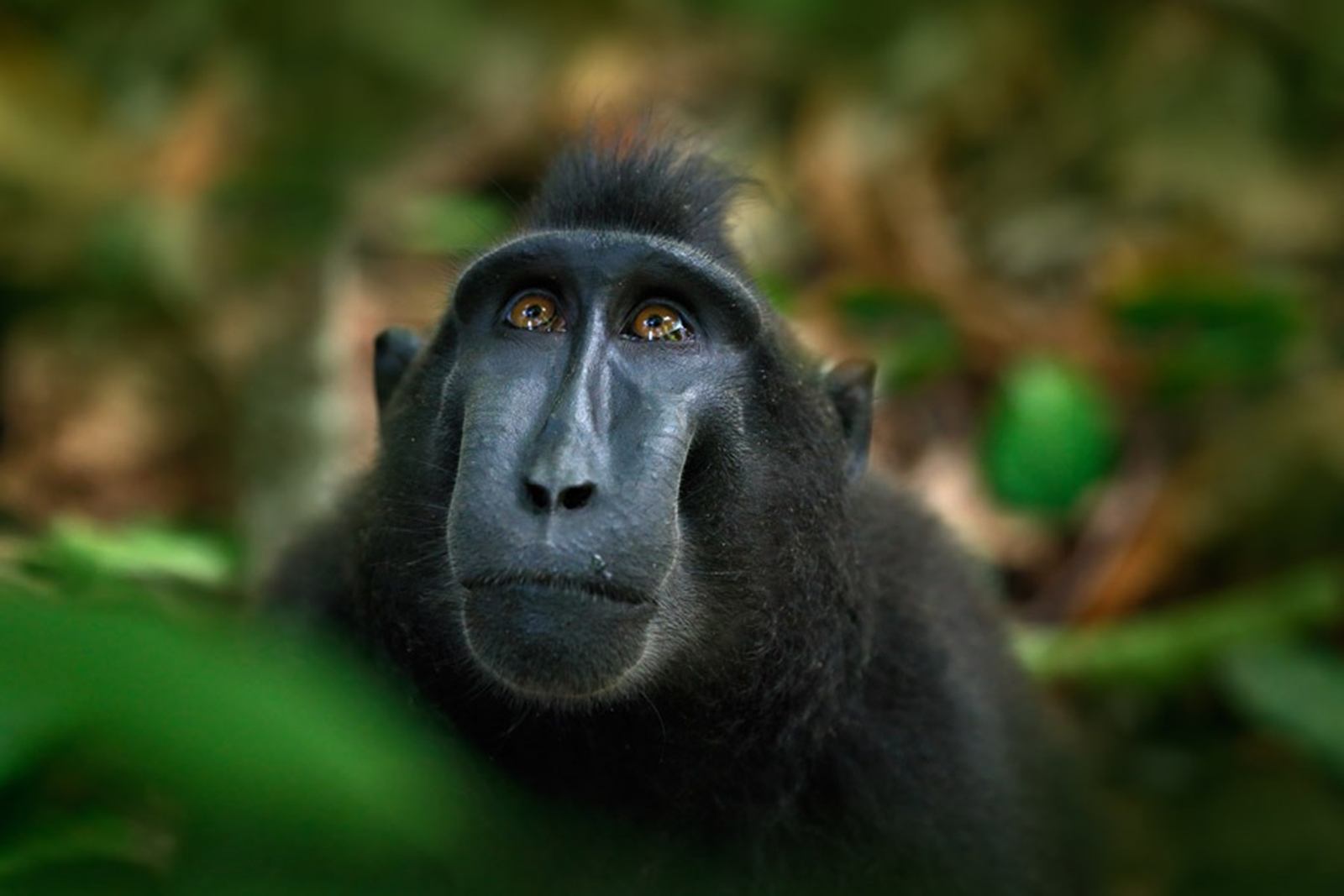Reserva Natural de Tangkoko