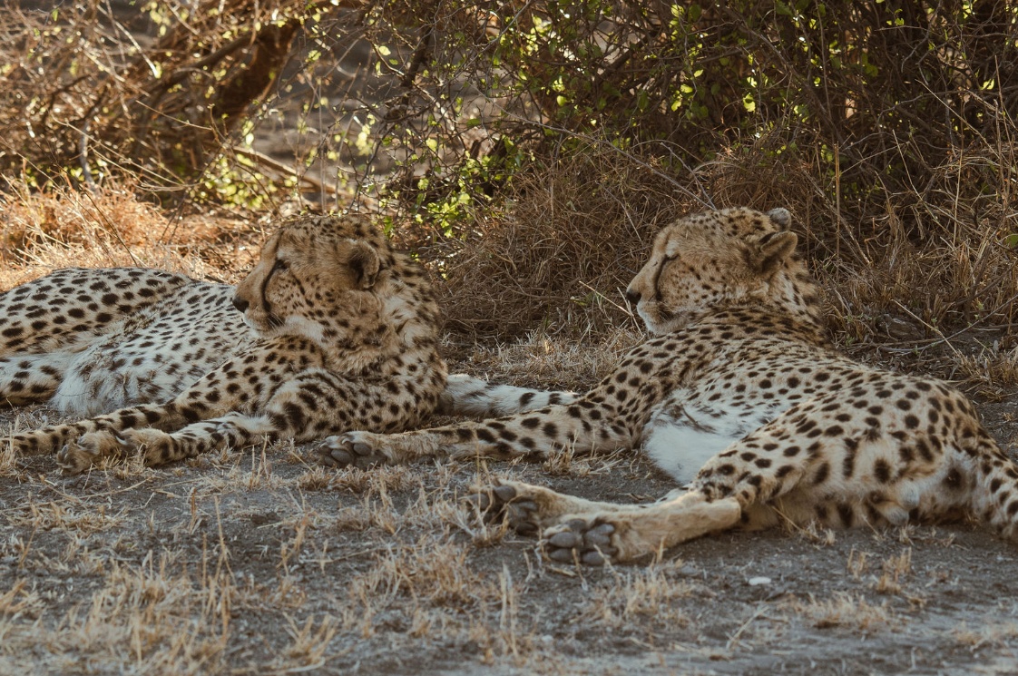 Madikwe Game Reserve