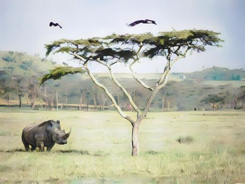 Amboseli
